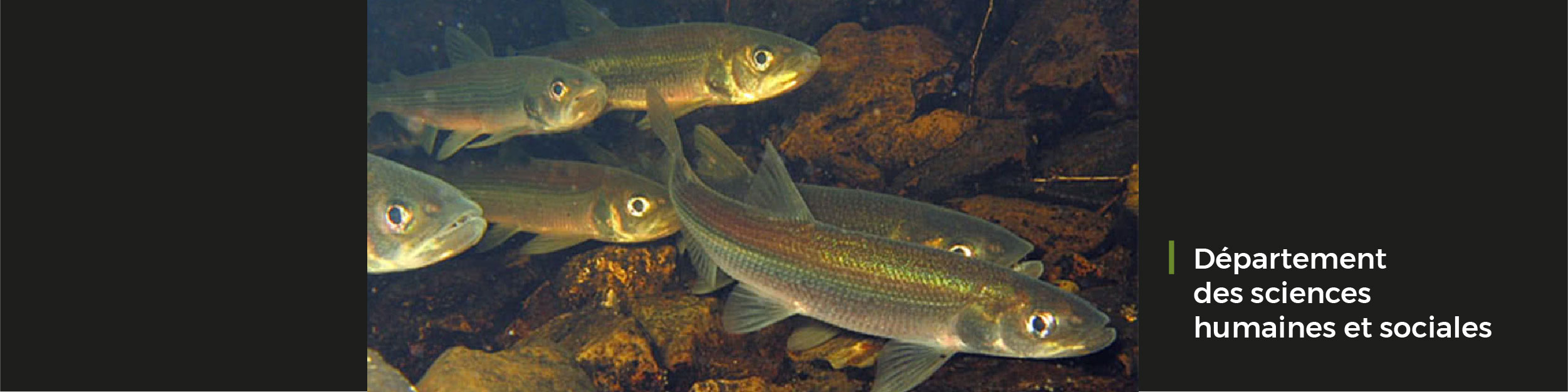 Éperlan arc-en-ciel